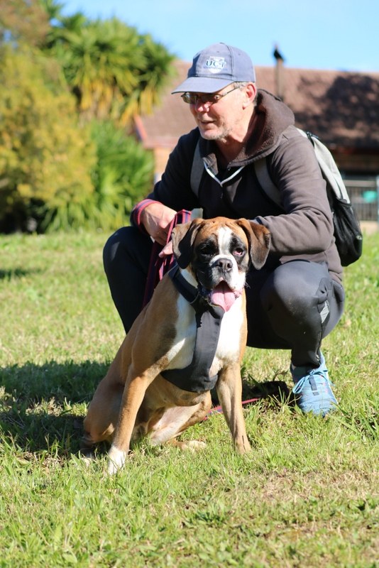 Boxer dog sitting calmly beside its kneeling handler