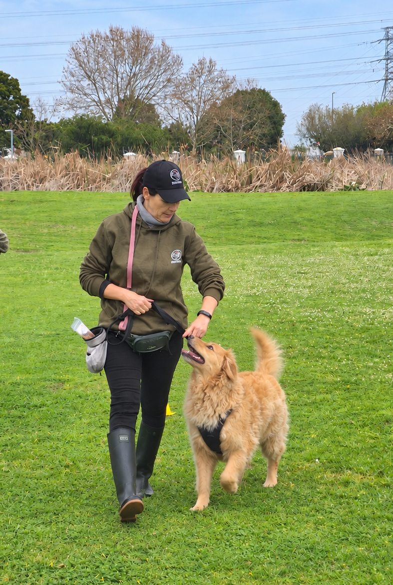 Trainer rewarding an eager golden retriever with a treat