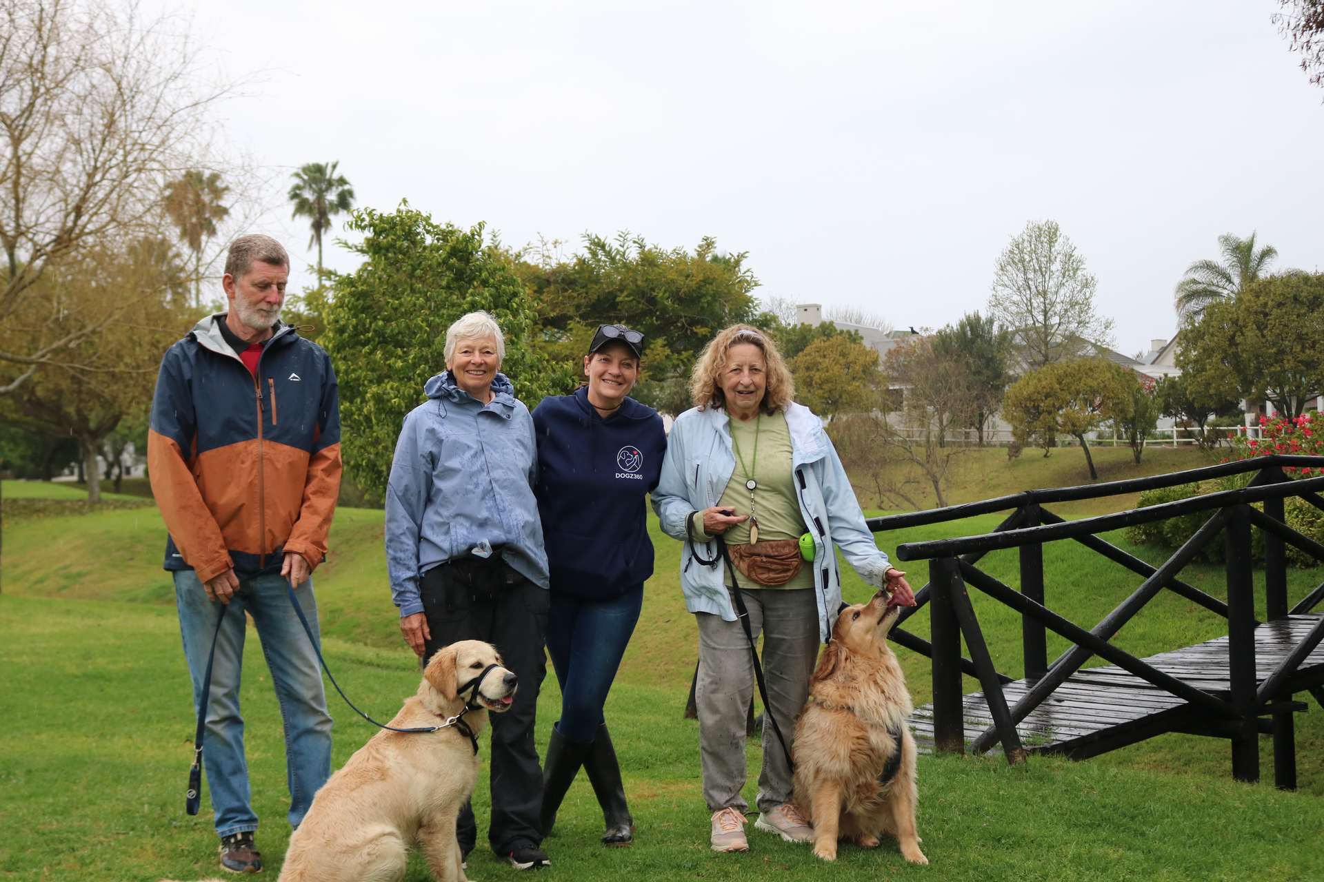 Two golden retrievers greeting owners beside a wooden bridge