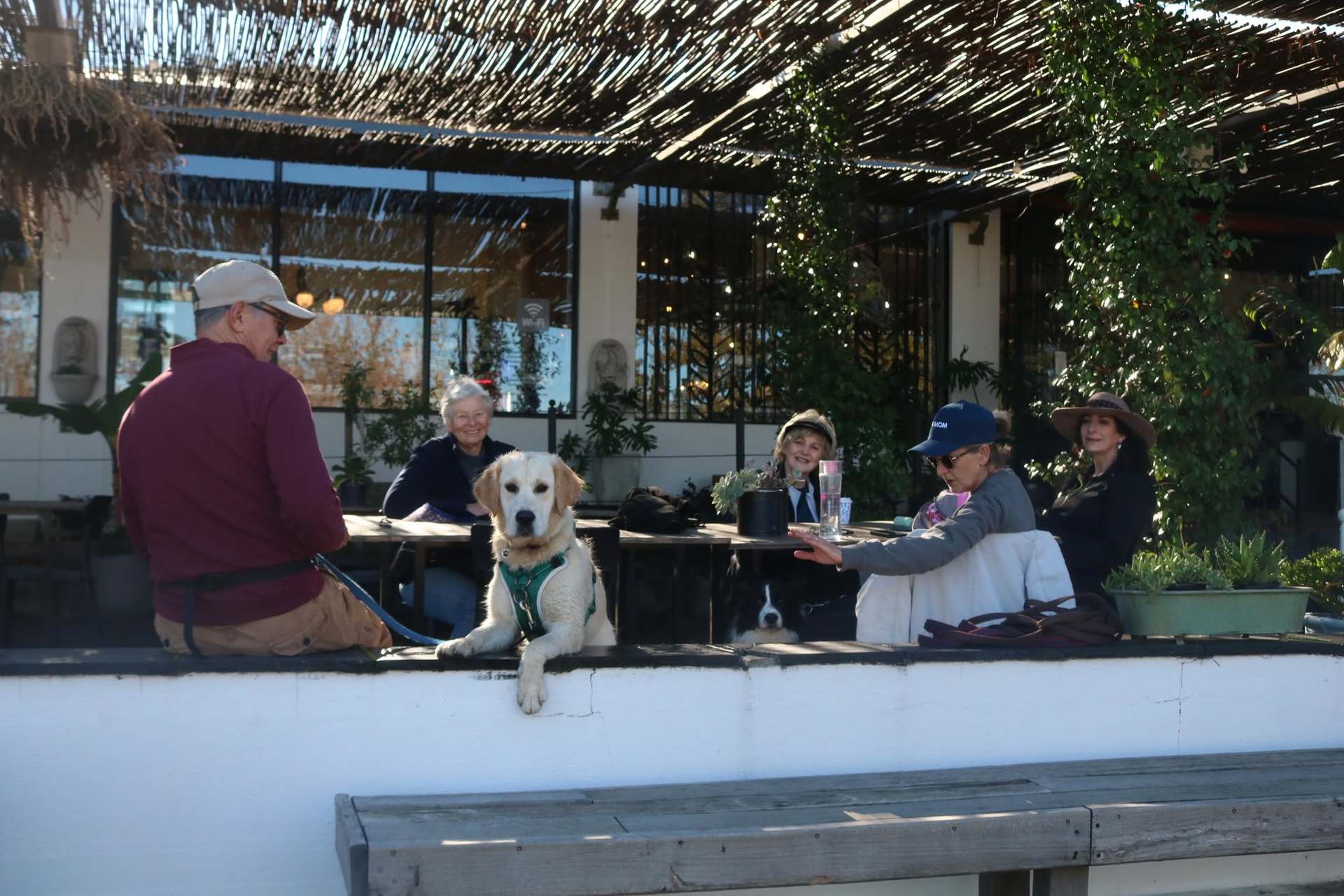 Golden retriever puppy resting its front paws on a café patio wall
